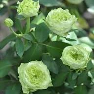 Green Climbing Rose Flower Fresh Planting Vining Rose Plants Flower Seeds Home Garden Seeds for Planting Non-GMO High