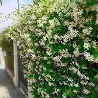 White Coral Jasmine Flower Seeds - Heirloom Non GMO High Germination Flower Seeds for Planting
