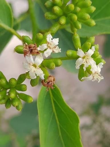 Dichotoma Flower Seeds 