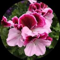 Red White Geranium Flower Fresh