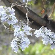 White Jacaranda Flower Flower Seeds - Heirloom Non GMO High Germination Organic Garden Planting Seeds