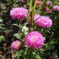 Pink Aster Flower Seeds Premium Floral Seeds for Planting Heirloom Non-GMO High Germination Organic Garden Seeds Colorfu