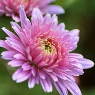 Pink Giant Chrysanthemum Flower Seeds Exotic Flowering Plants for Colorful Backyard Beauty Seeds for Planting Heirloom N