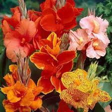 Mixed Canna Indica Flower 