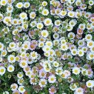 Erigeron Flower Seeds