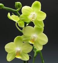 Green Light Phalaenopsis Orchid Flower Seeds Exotic Flowering Plants for - Heirloom Non GMO Premium Garden Seeds for Pla