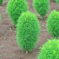 Perennial Grass Of Burning Bush Kochia Scoparia Mini Garden Farm Planters Flower Seeds