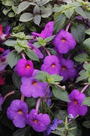 Purple Achimenes Flower Seeds - Heirloom Non-GMO High Germination Flower Seeds for Planting