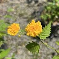 Kerria Japonica Flower Seeds