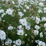 White Coulteri Flower Seeds - Heirloom Non GMO High Germination Flower Seeds for Home Garden Planting