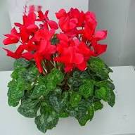 Red Cyclamen Flower Seeds - Heirloom Non GMO High Germination Flower Seeds for Planting