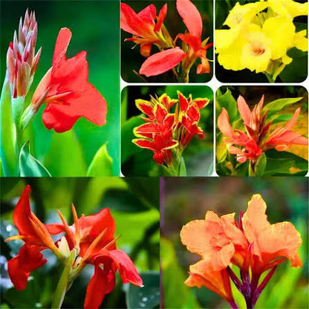 Mixed Canna Flower Seeds