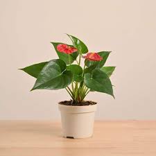 Anthurium Flower