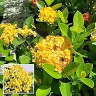 Yellow Forsythia Flower Seeds Exotic Plants Seeds for Planting High Germination Organic Garden Seeds - Heirloom Non GMO