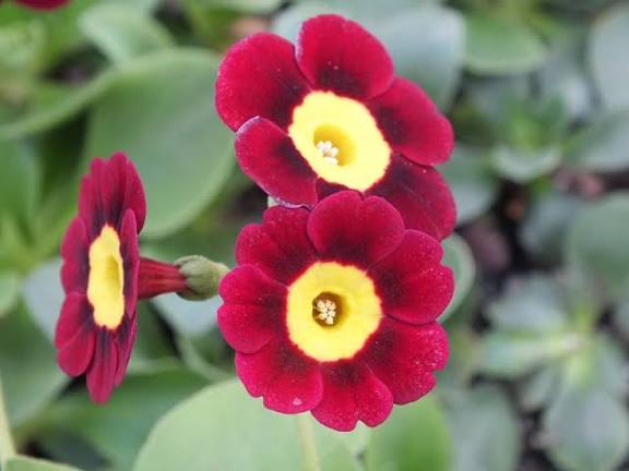 Red Primula Auricula Flower Seeds 