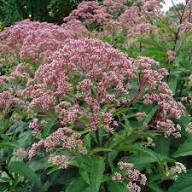 PINK EUPATORIUM FLOWER SEEDS HEIRLOOM NON-GMO HIGH GERMINATION ORGANIC GARDEN SEEDS FOR PLANTING Seeds - Heirloom Non GM