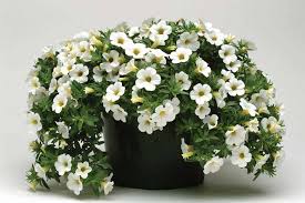 White Calibrachoa Flower Seeds