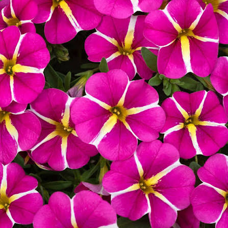 Pink Calibrachoa Flower Seeds White