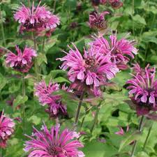 Bergamot Flower Seeds 