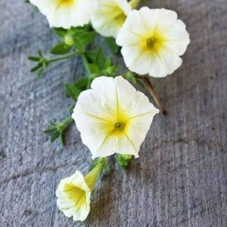 Yellow Petunia Flowers Seeds