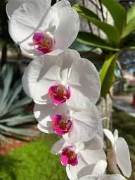 White Phalaenopsis Flower Seeds
