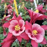 Columbine Flower for Planting Heirloom Non-GMO High Germination Organic Garden for Colorful Landscapes Seeds - Heirloo