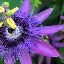 Violet Passiflora Flower 