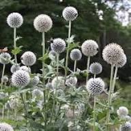 White Echinops Flower Seeds - Heirloom Non GMO High Germination Garden Seeds for Planting