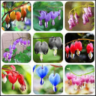Bleeding Heart Flowers Flower Seeds - Heirloom Non GMO High Germination Organic Garden Planting Seeds