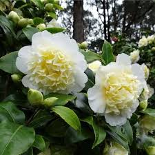 White Yellow Camellia Flower Seeds