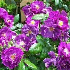 Purple Climbing Rose Flower for Planting Heirloom Non-GMO High Germination Organic Garden Seeds - Heirloom Non GMO