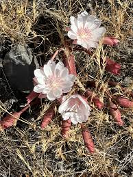 Rediviva Flower Seeds Rare Blooming Plants for Balcony and Patio Gardening for Colorful Landscape | Heirloom Non-GMO...