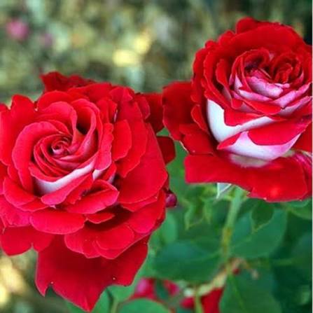 Red White Osiria Rose Flower Seeds 