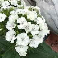 Pink Aster Flower Seeds - Heirloom, Non-GMO, High Germination Flower Seeds for Planting