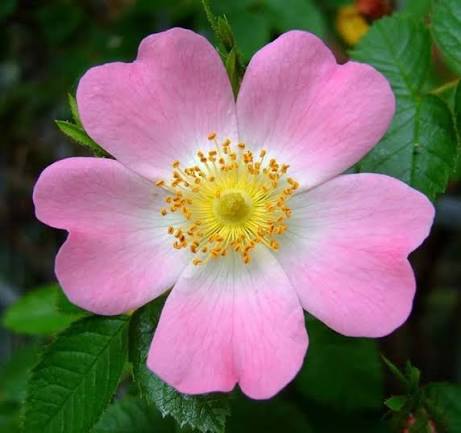 PINK ROSEHIP FLOWER SEEDS