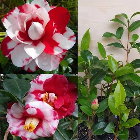 Red Camellia Japonica Flower Seeds