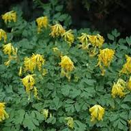 Yellow Corydalis Flower Seeds