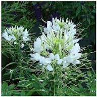 White Cleome Flower Seeds Exotic Flowering Plants Colorful Backyard Beauty Seeds for Planting - Heirloom Non GMO High Ge