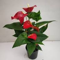 Red Anthurium Flower Seeds for Planting Easy Grow Blossoms Heirloom Non-GMO High Germination Organic Garden Seeds Indoor Outdoor Ornamental Plant Home Garden Decoration Colorful Landscape