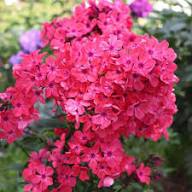 Red Fresh Phlox Flower Seeds - Heirloom Non GMO High Germination Organic Garden Seeds for