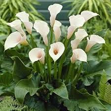 White Zantedeschia Calla Lily Flower Seeds