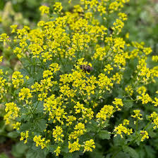 Yellow Cress Aubrieta Flower Seeds Exotic Flowering Plants for Colorful Backyard Beauty Heirloom Non-GMO Seeds for...
