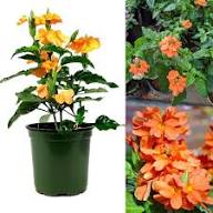 Orange Kaffir Flower Seeds - Heirloom Non GMO High Germination Flower Seeds for Planting