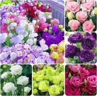 Mixed Eustoma Flower Seeds – Rare Balcony Patio Colorful Seeds for Planting - Heirloom Non GMO High Germination Organic