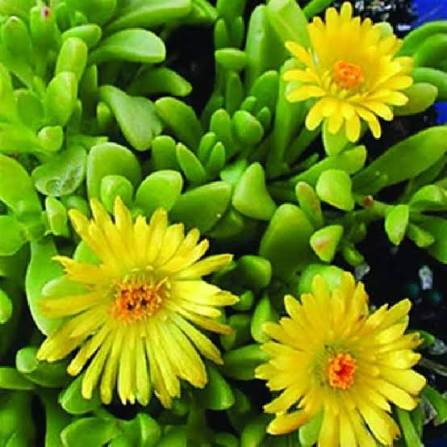 Yellow Delosperma Flower Seeds 