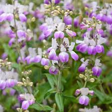 Collinsia Flower for Planting Heirloom Non-GMO High Germination Organic Garden for Colorful Landscapes Seeds - Heirloo