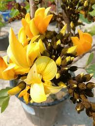 Yellow Pulmonaria Flower Seeds 