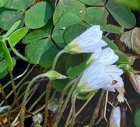 Acetosella Flower Seeds 