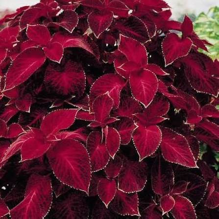 Red Coleus Flower  seeds