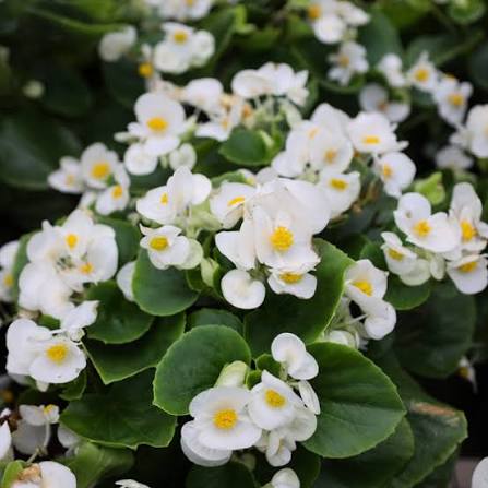 Begonia Flower Seed